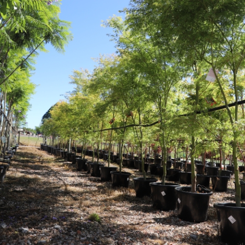 Acer palmatum 'Sango Kaku' - Image 2
