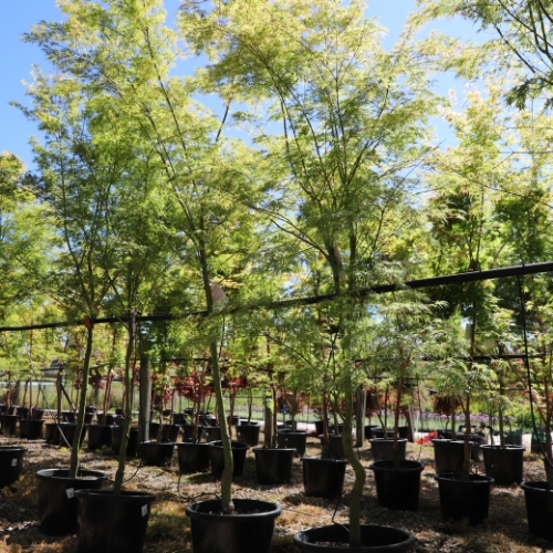 Acer palmatum 'Sango Kaku' - Image 3
