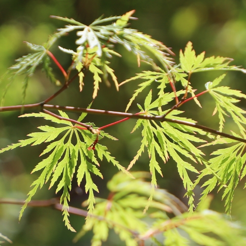 Acer palmatum 'Sango Kaku' - Image 4