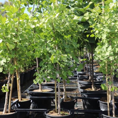 Ginkgo ‘Lemonlime Spire' - Image 3