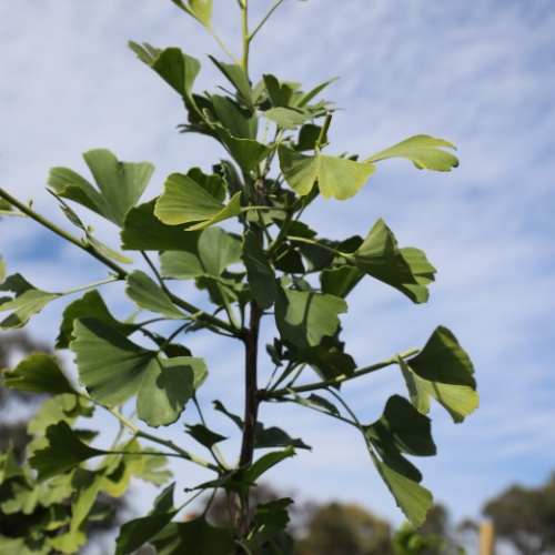 Ginkgo ‘Lemonlime Spire' - Image 4