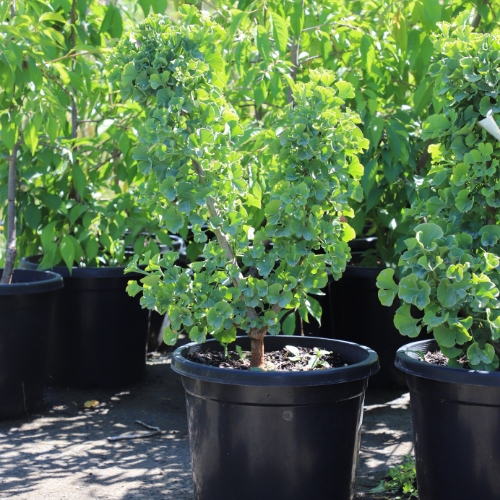 Ginkgo ‘Lemonlime Spire' - Image 6