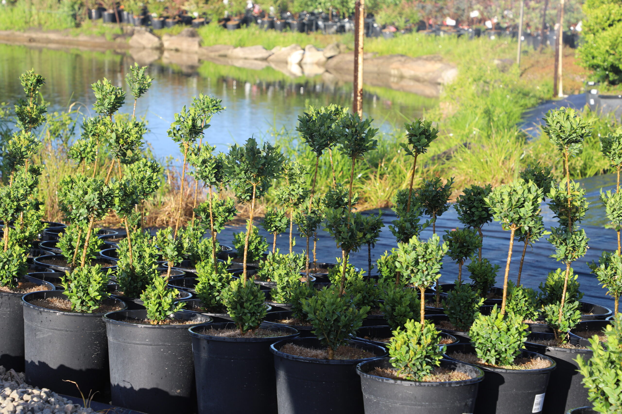 Buxus Sempervirens ‘English Box’ Topiary Standard