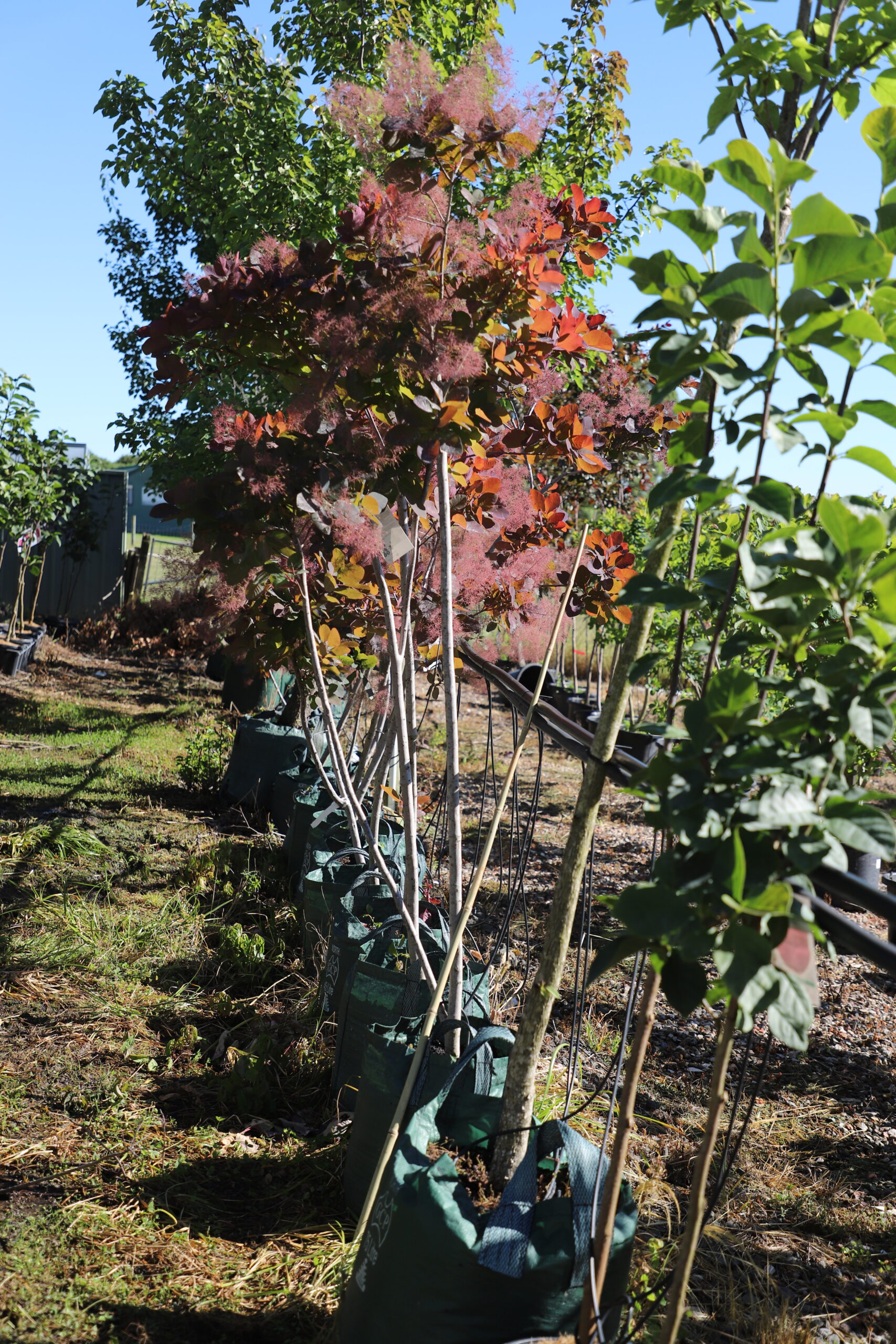 Cotinus Coggygria 'Flame' - Image 2