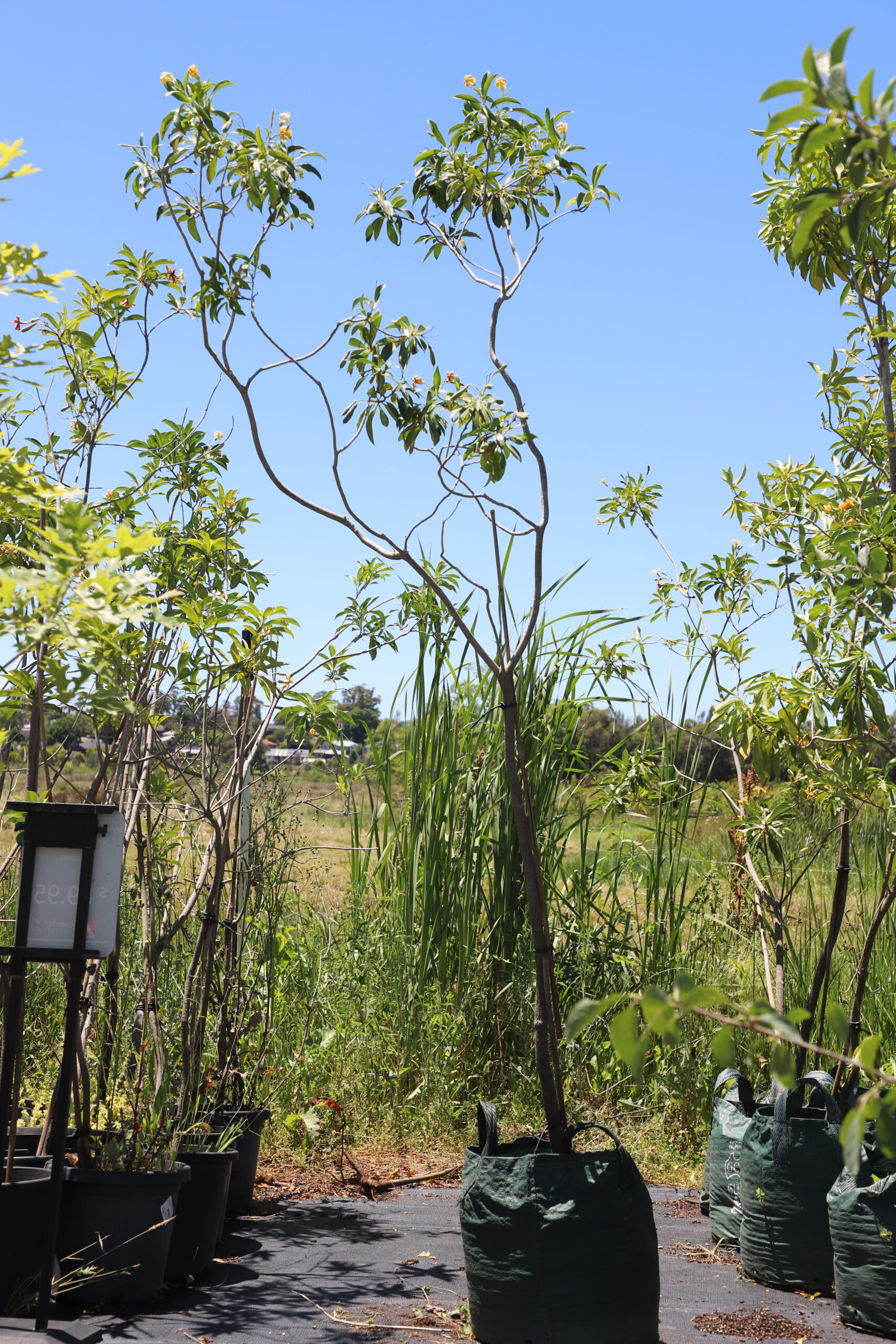 Native Frangipani