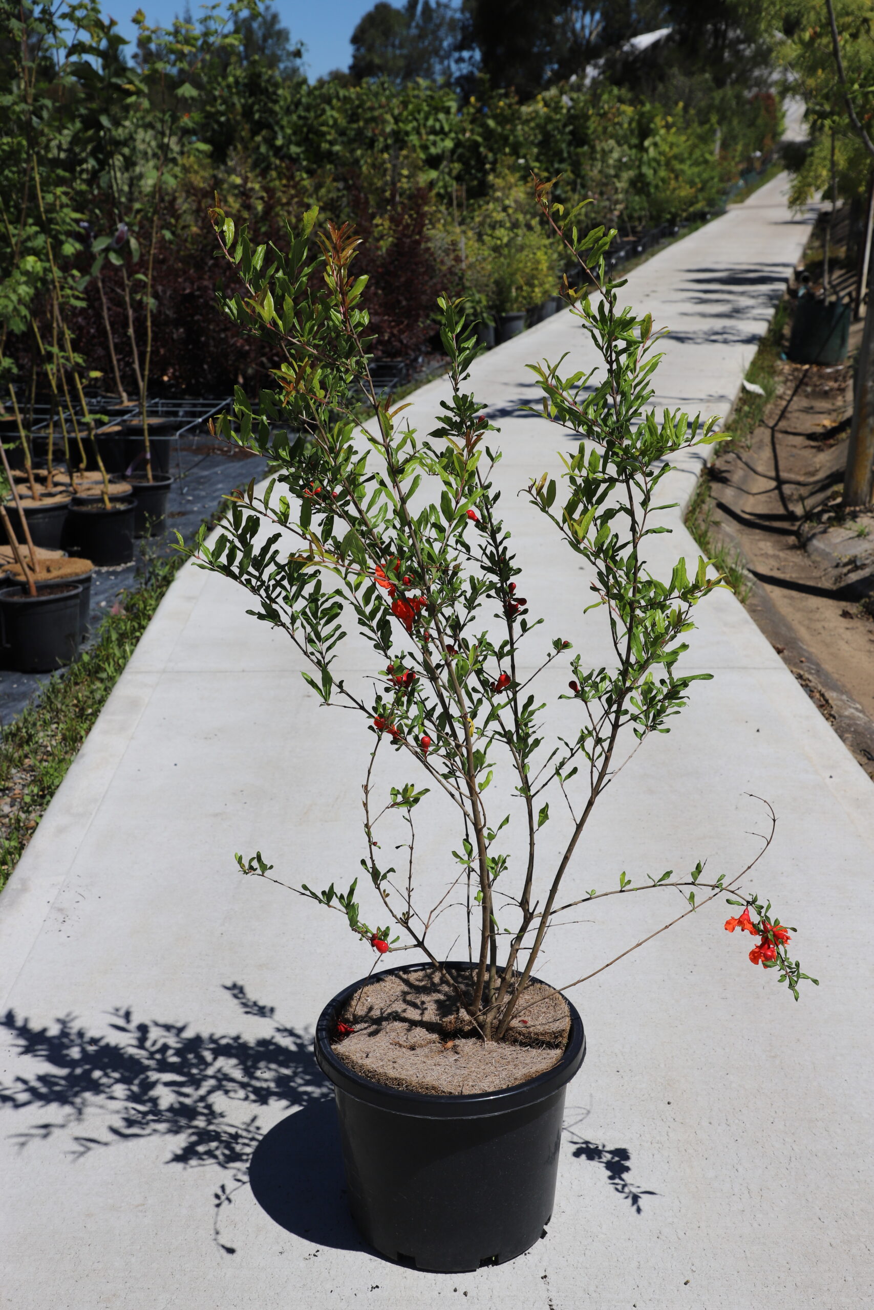 Pomegranate 'Wonderful'