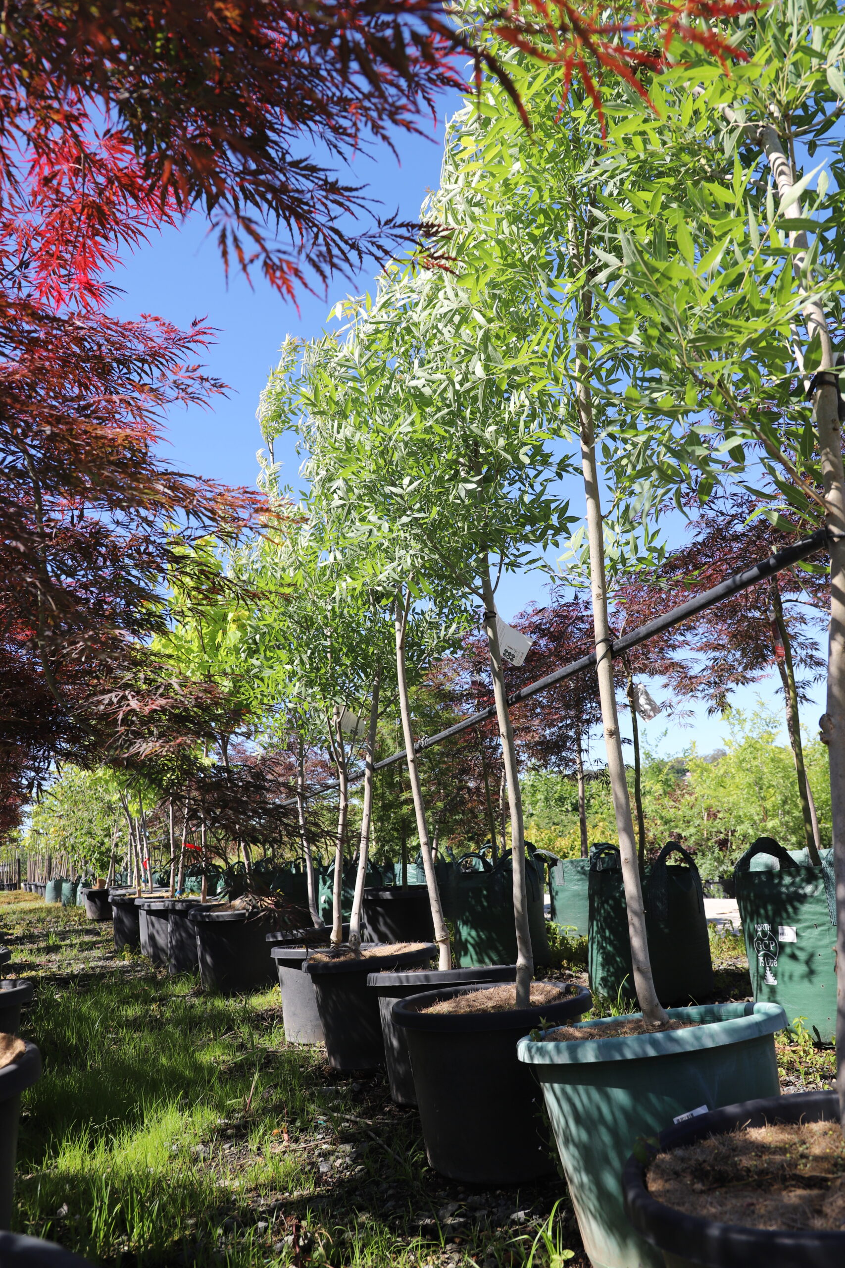 Fraxinus Claret Ash Raywood
