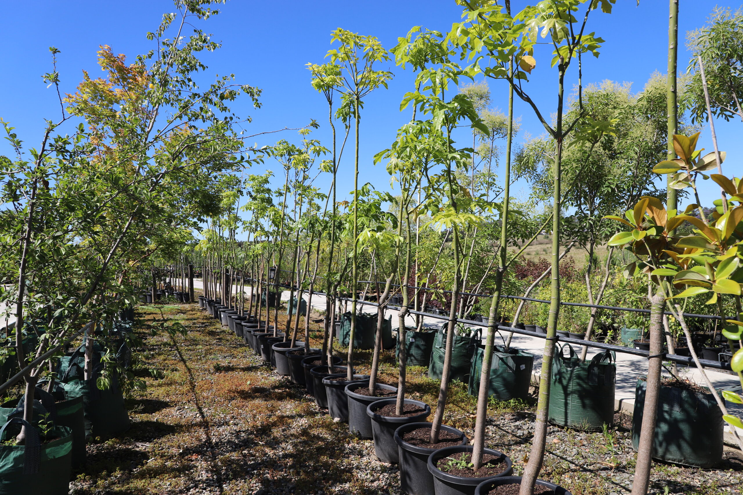 Brachychiton Acerifolius 'Illawarra Flame Tree'