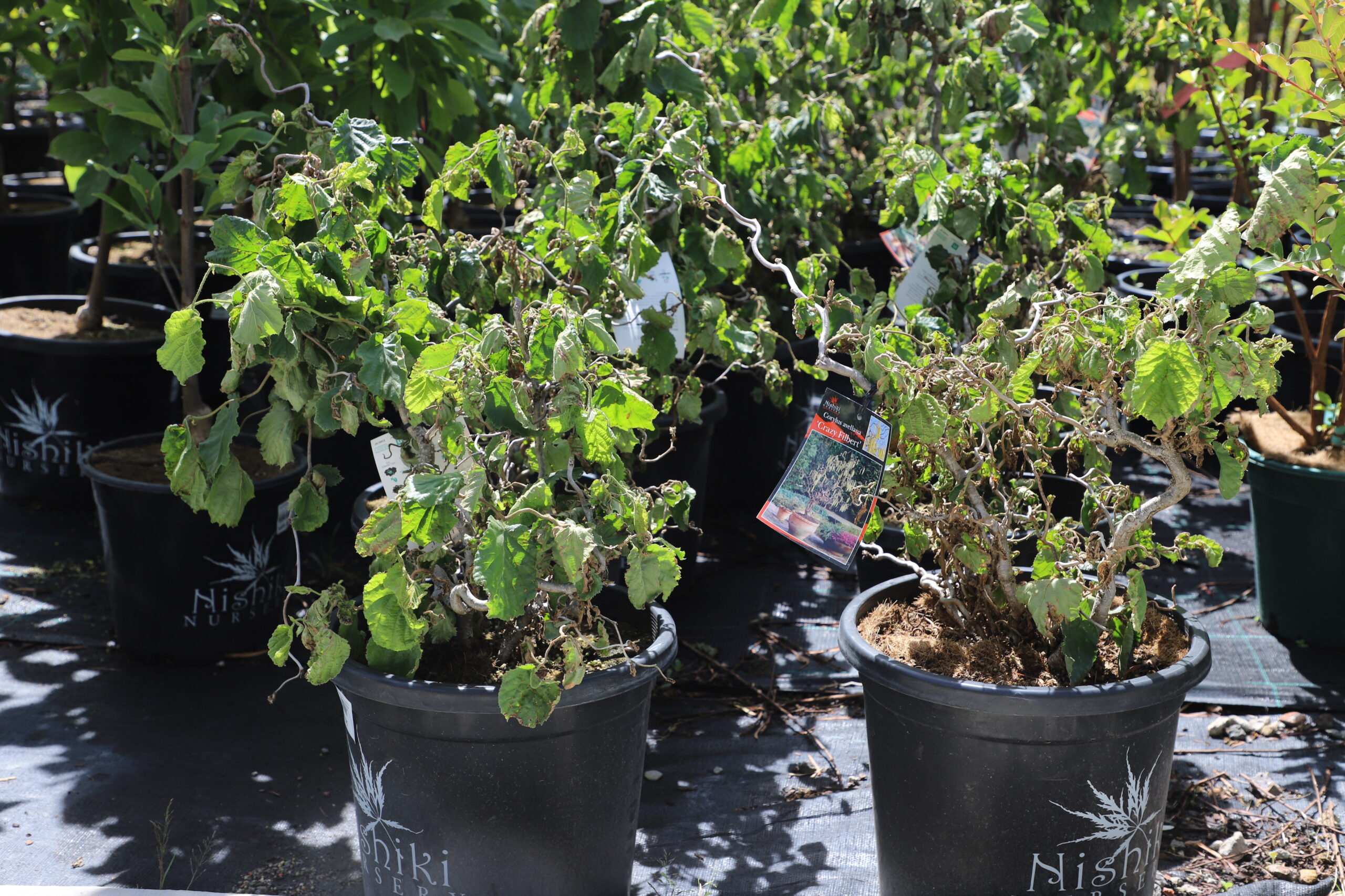 Corylus Avellana Contorta 'Crazy Filbert'
