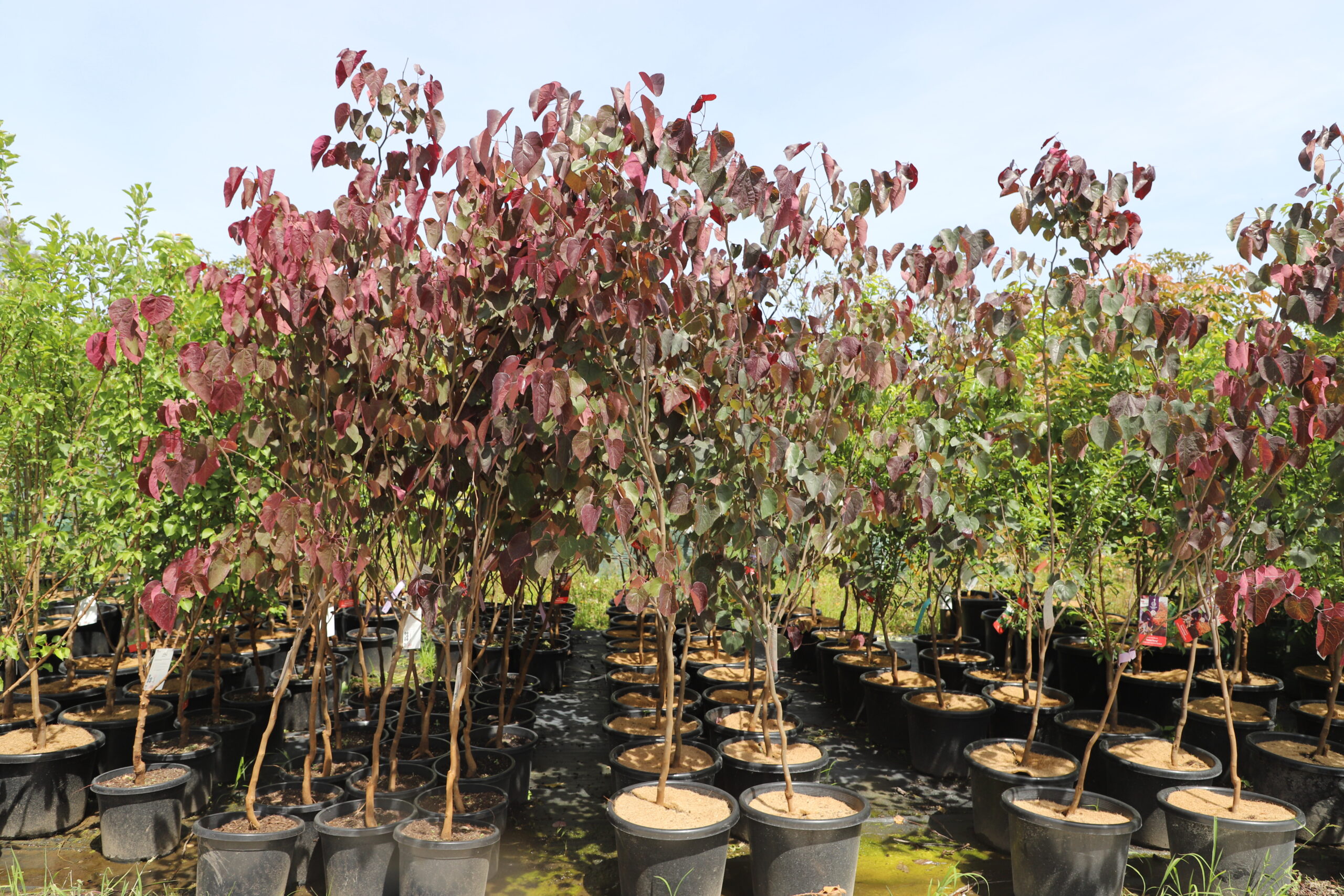 Cercis Canadensis 'Forest Pansy'