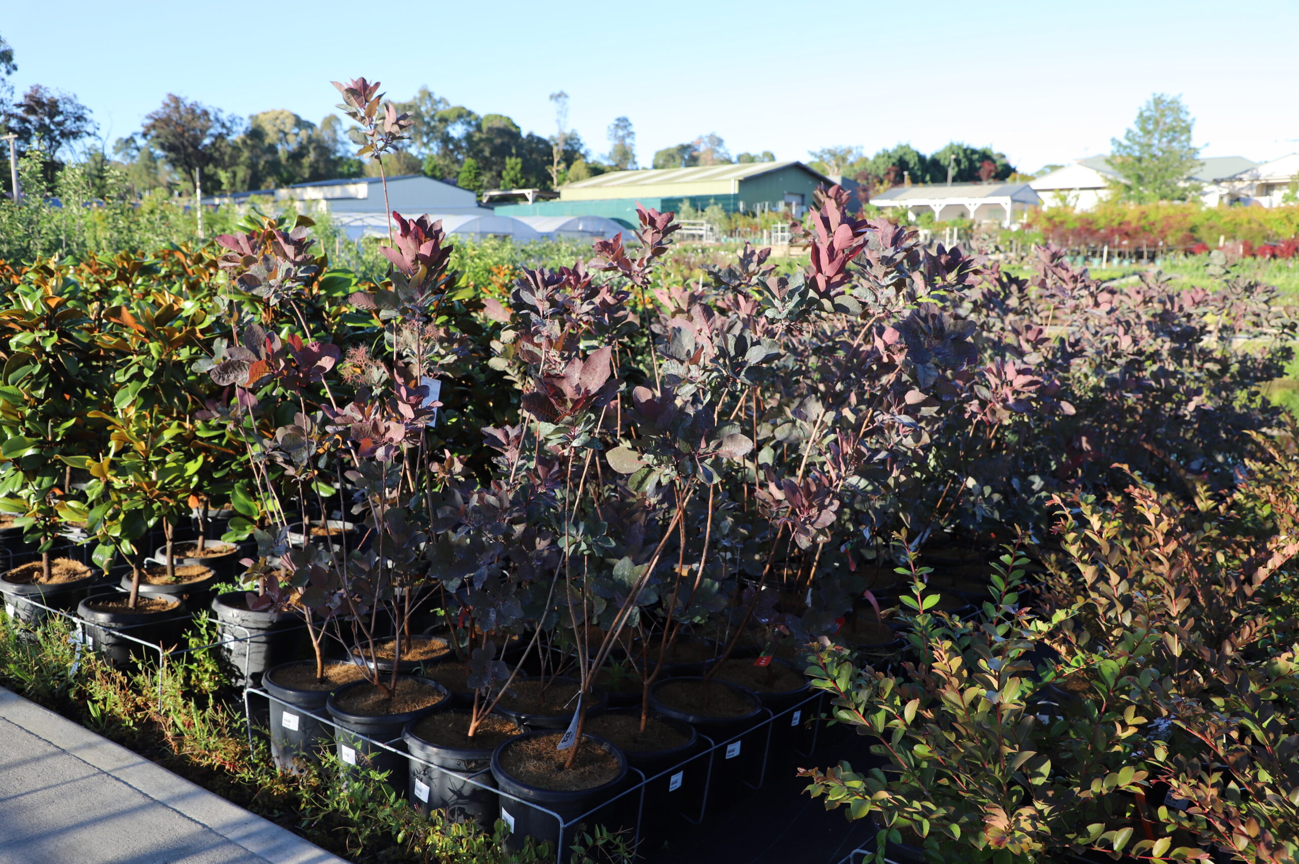 Cotinus Coggygria 'Flame'