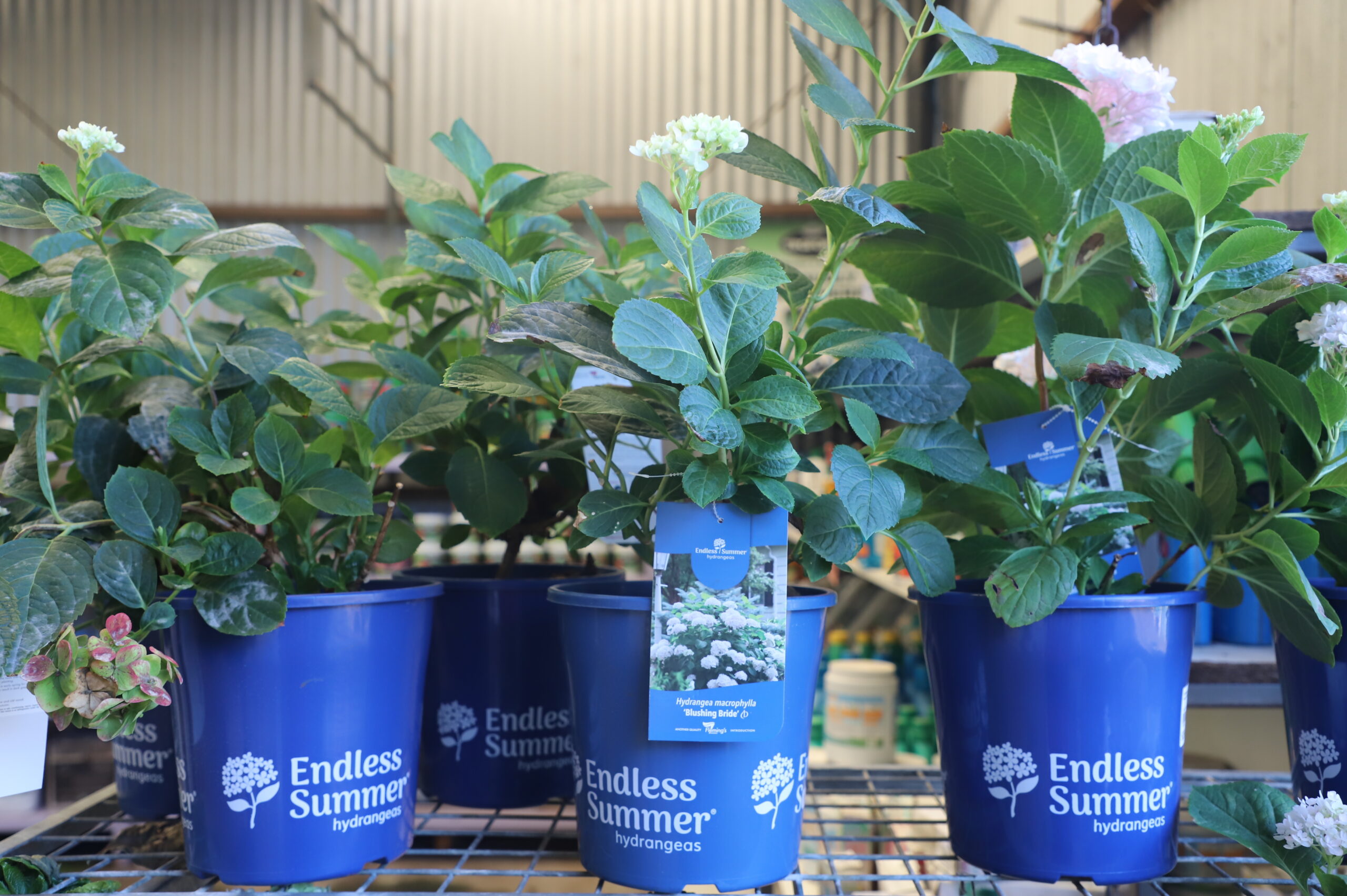 Hydrangea Macrophylla Endless Summer 200MM