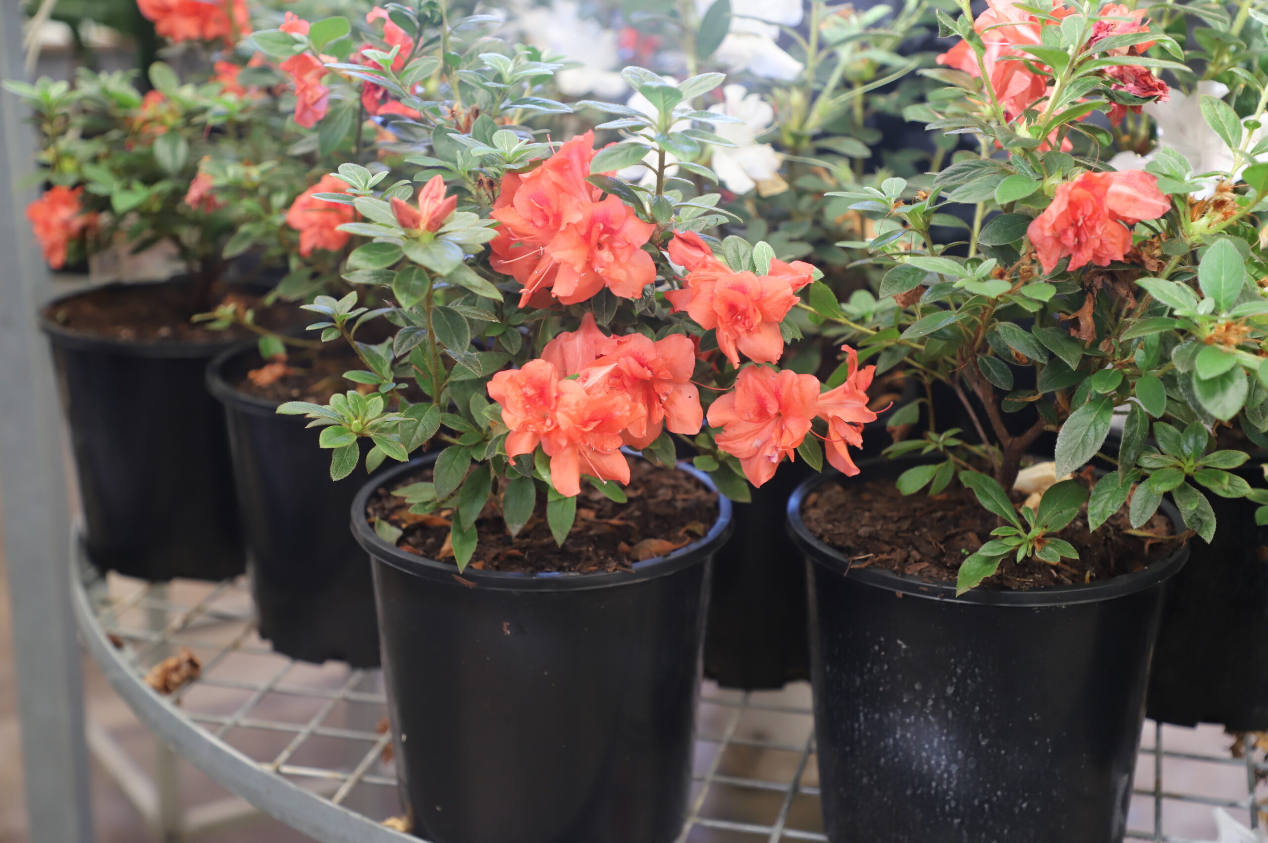 Azalea Encore 200MM