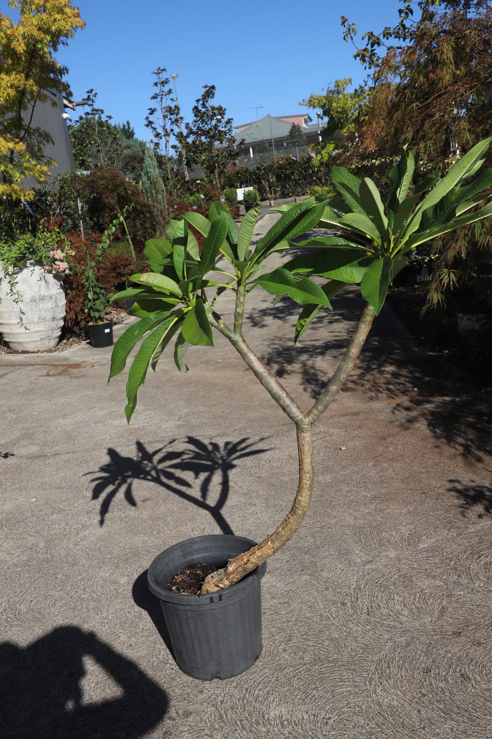 Plumeria Frangipani White