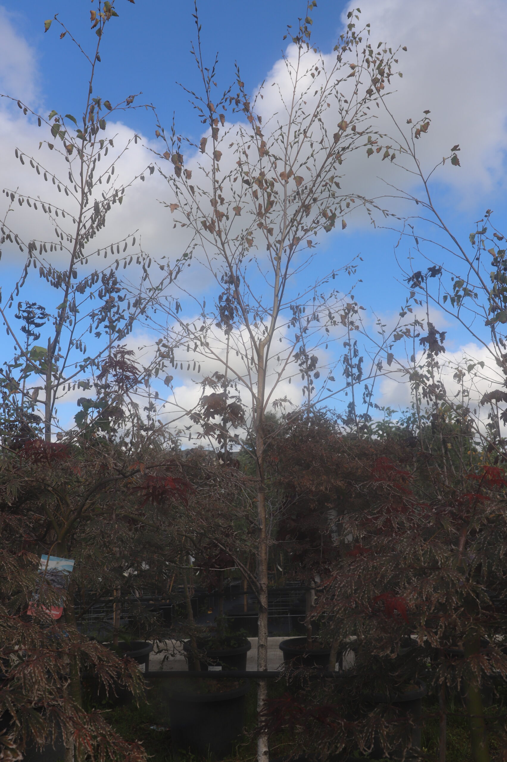 Betula Populifolia 'Silver Birch'