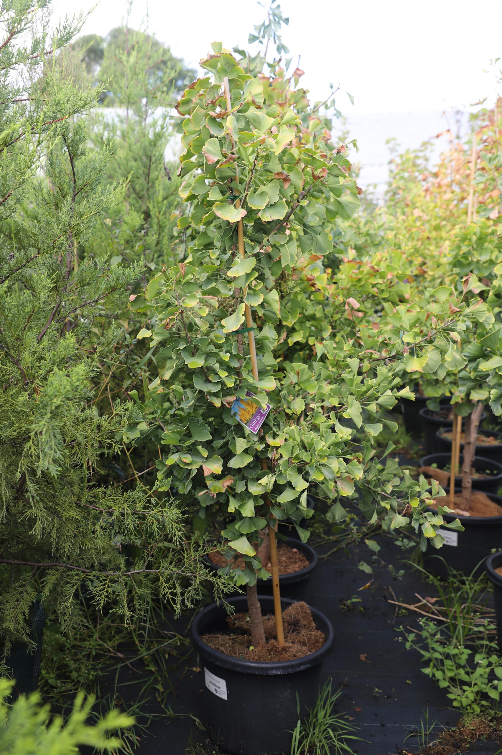 Ginkgo Biloba 'Blagon Fanfare'