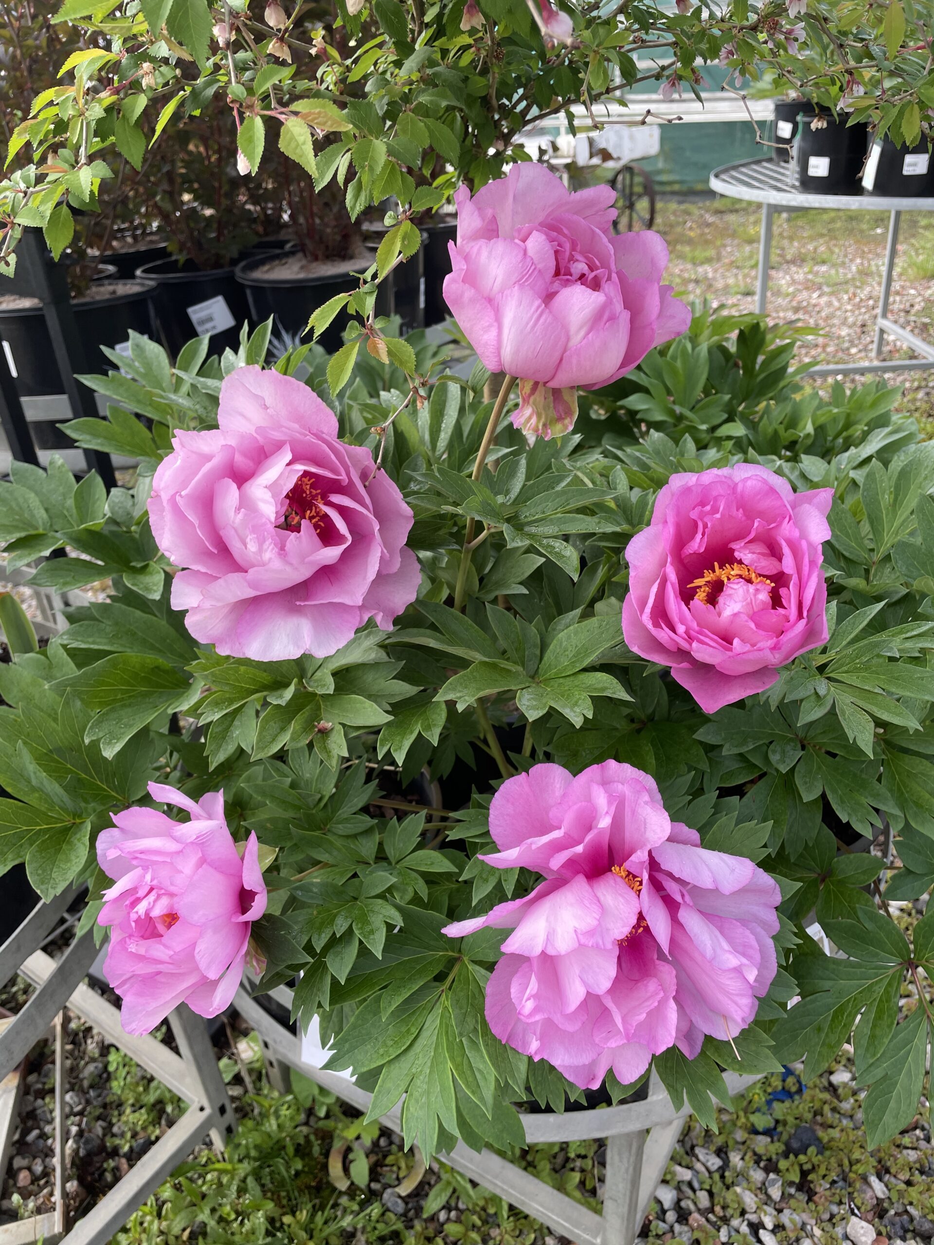 Iton Peony Mixed