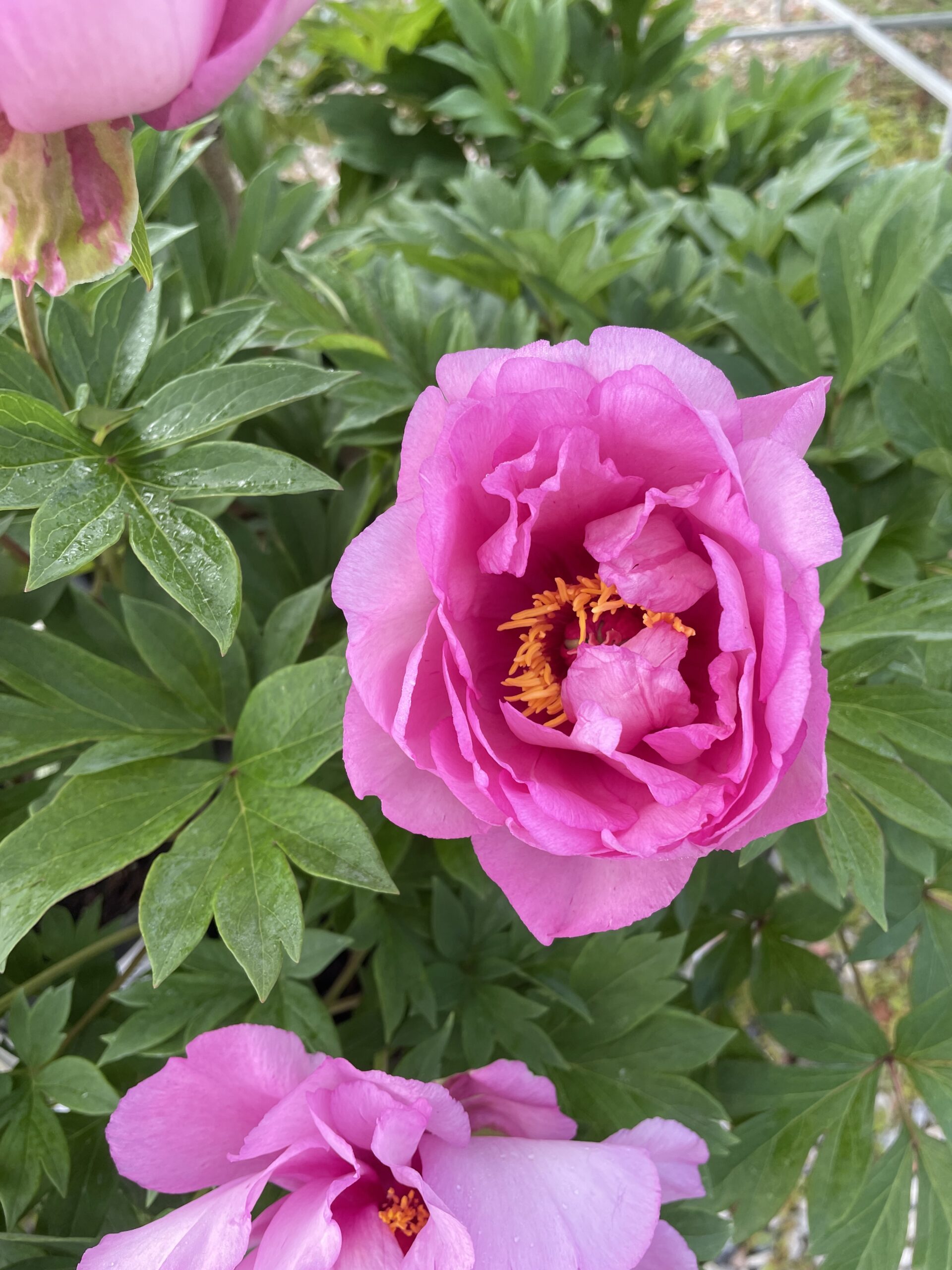 Iton Peony Mixed - Image 2
