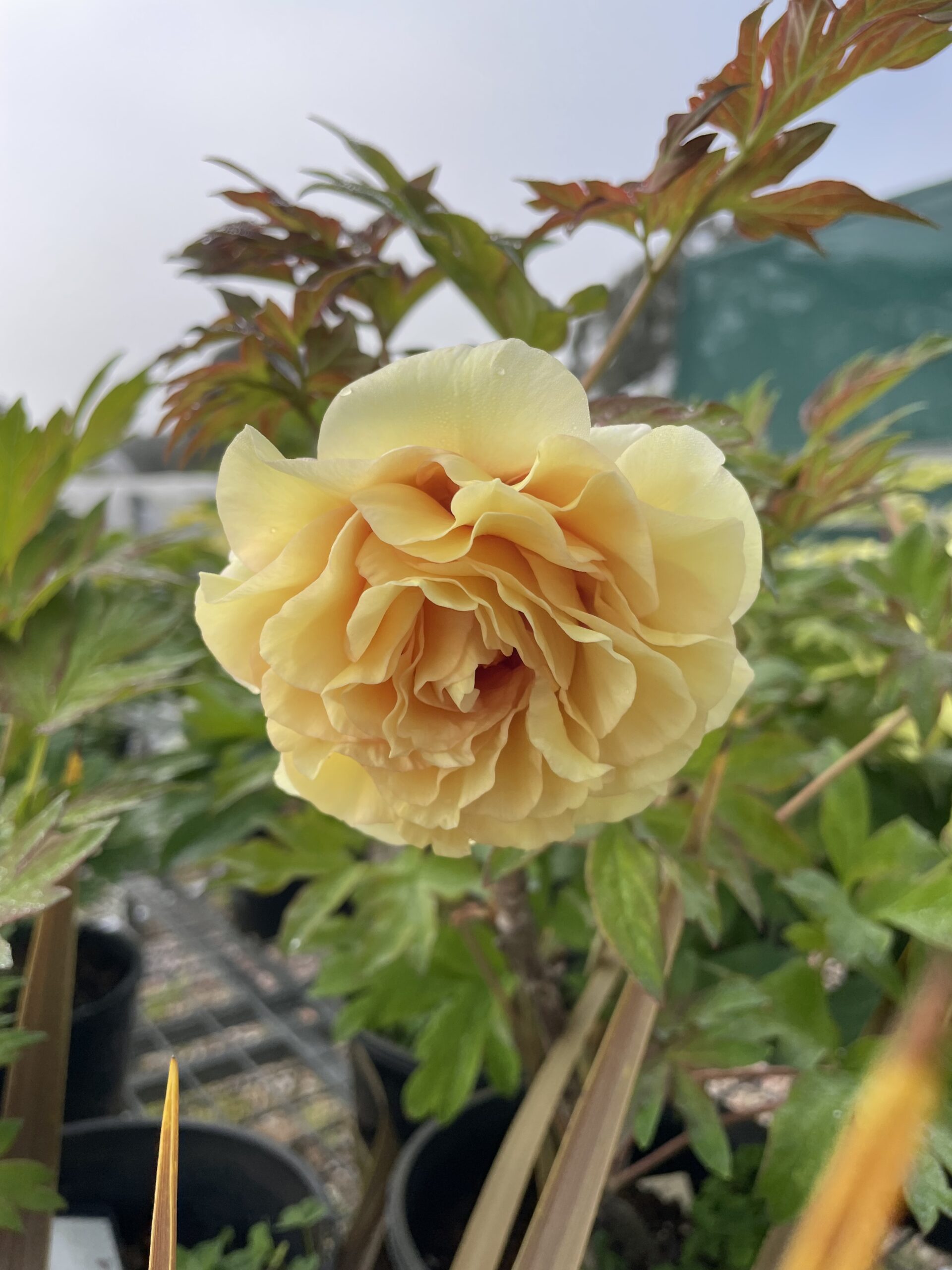 Iton Peony Mixed - Image 3