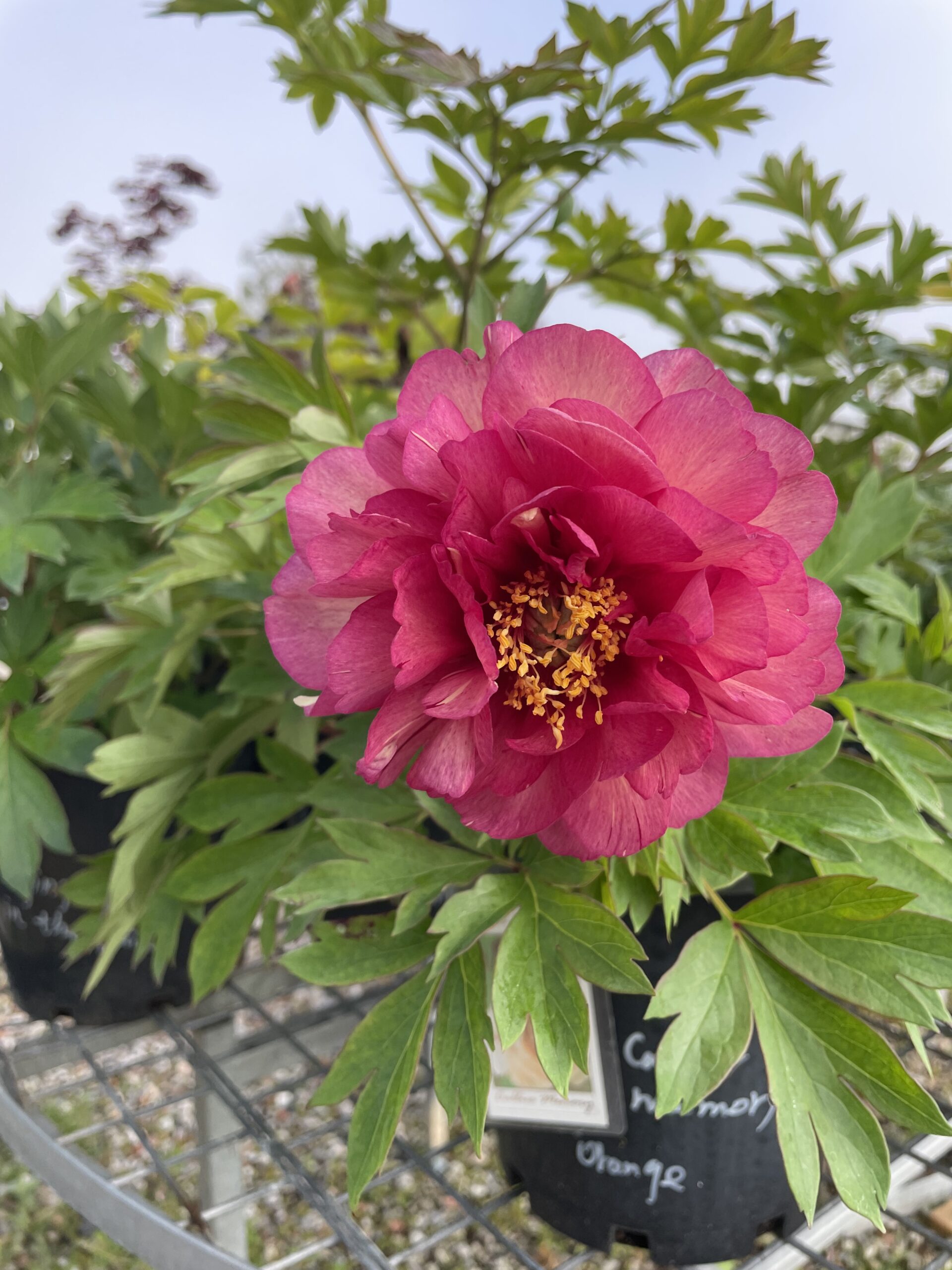 Iton Peony Mixed - Image 4