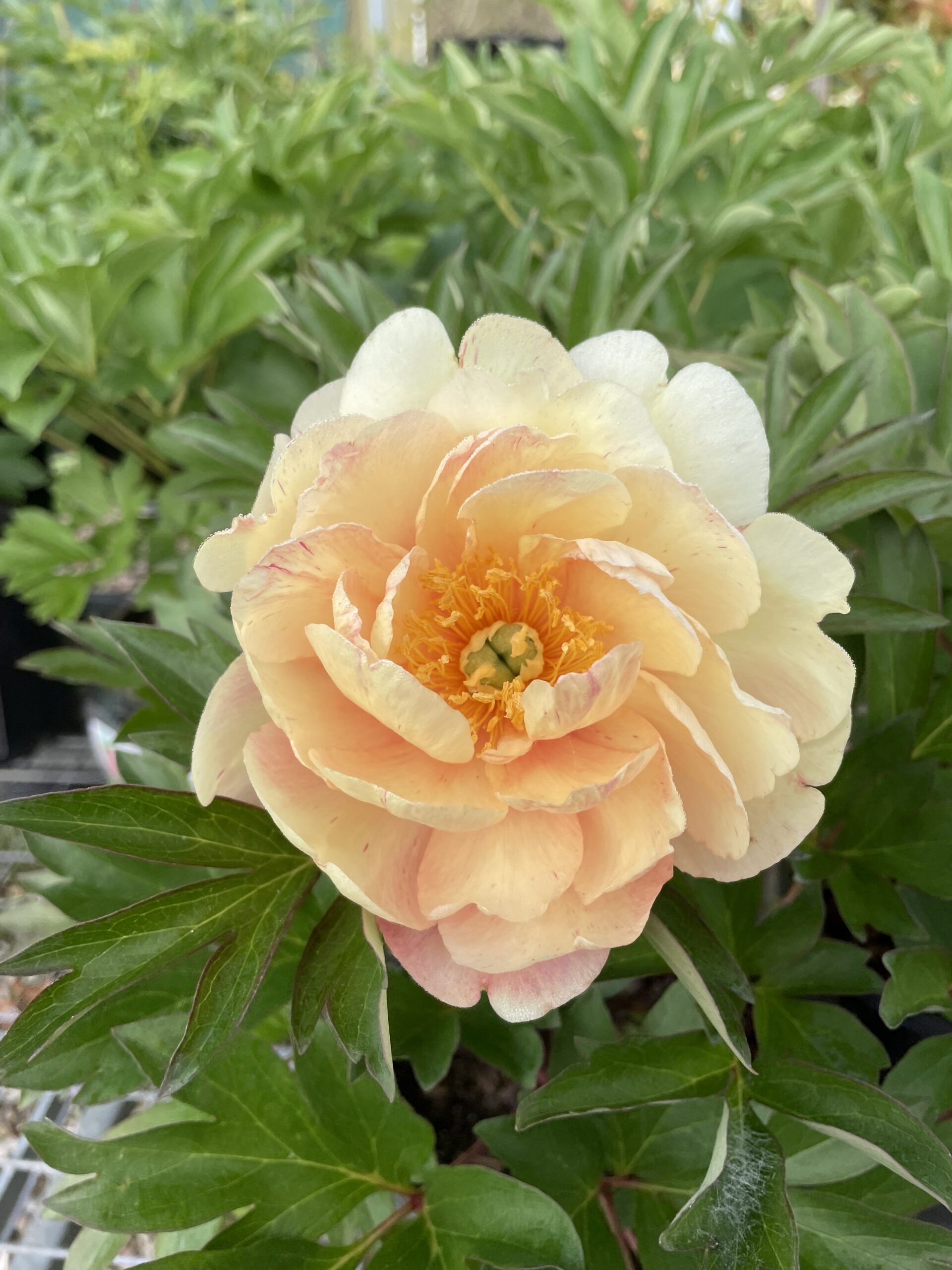 Iton Peony Mixed - Image 5