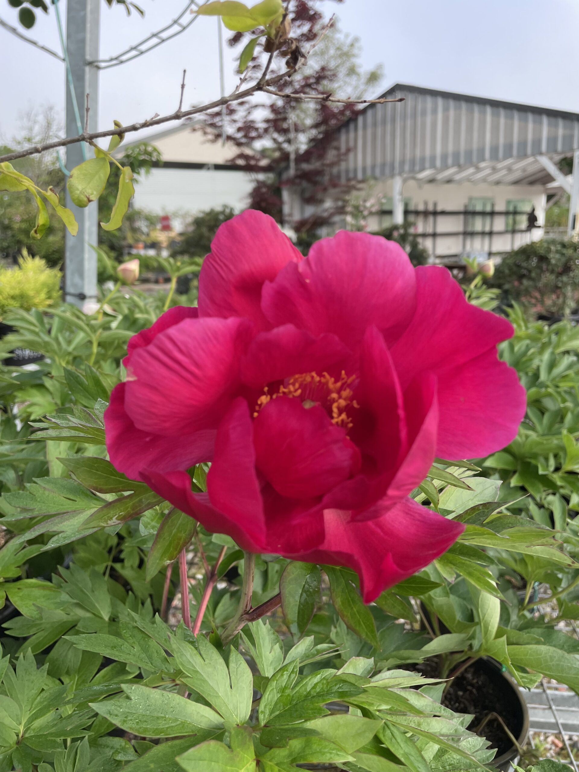 Iton Peony Mixed - Image 6