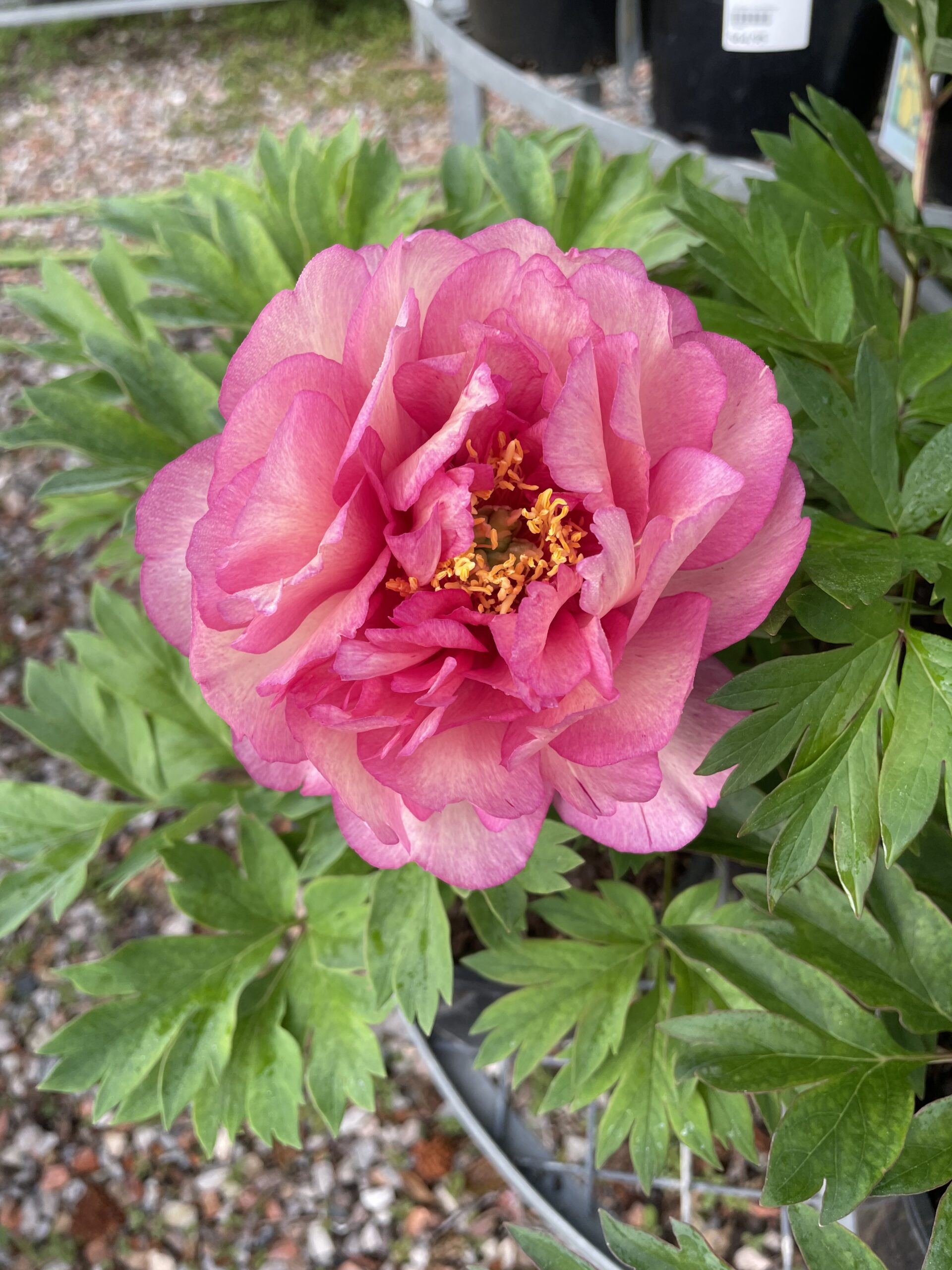 Iton Peony Mixed - Image 7