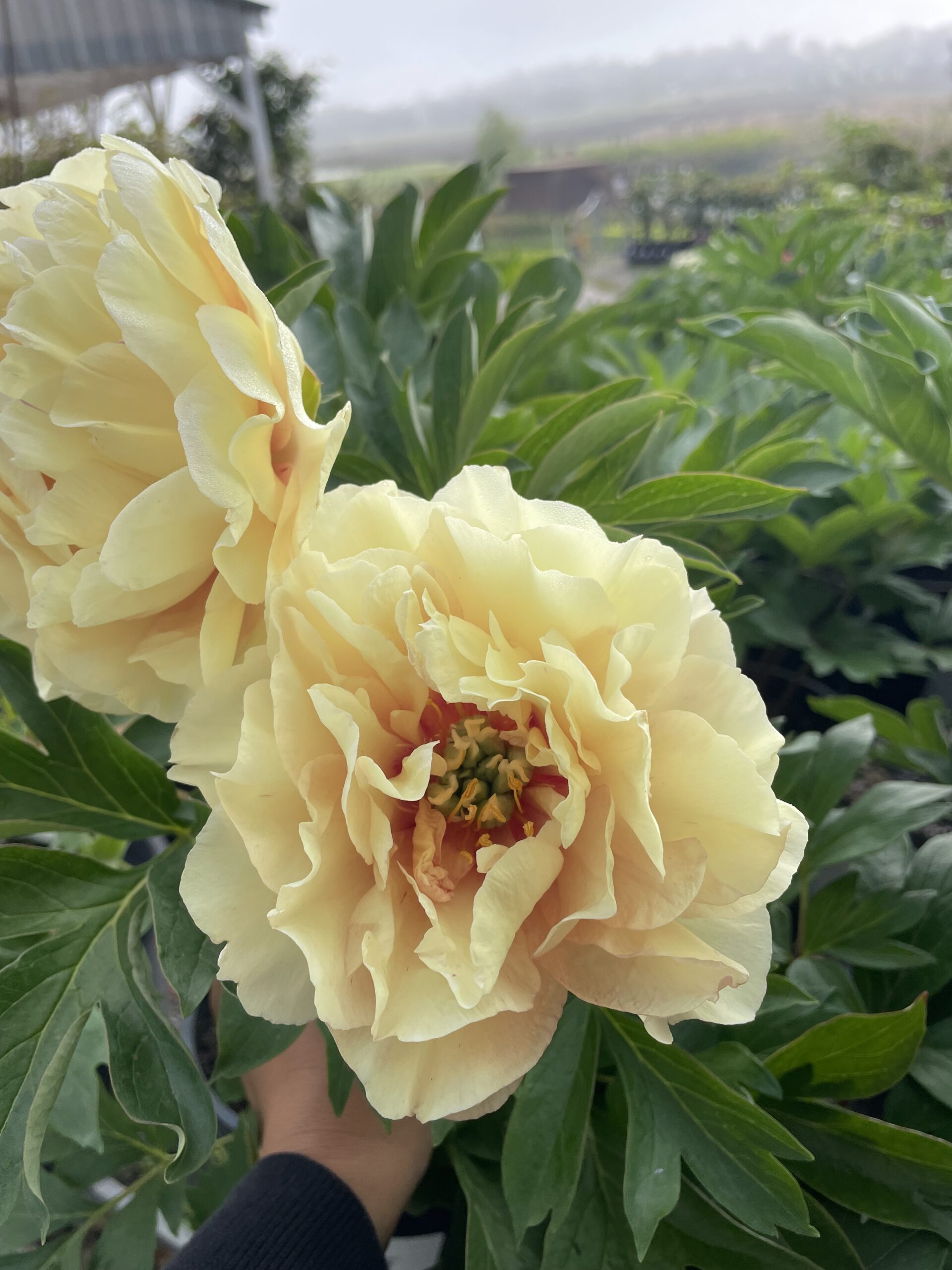 Iton Peony Mixed - Image 8
