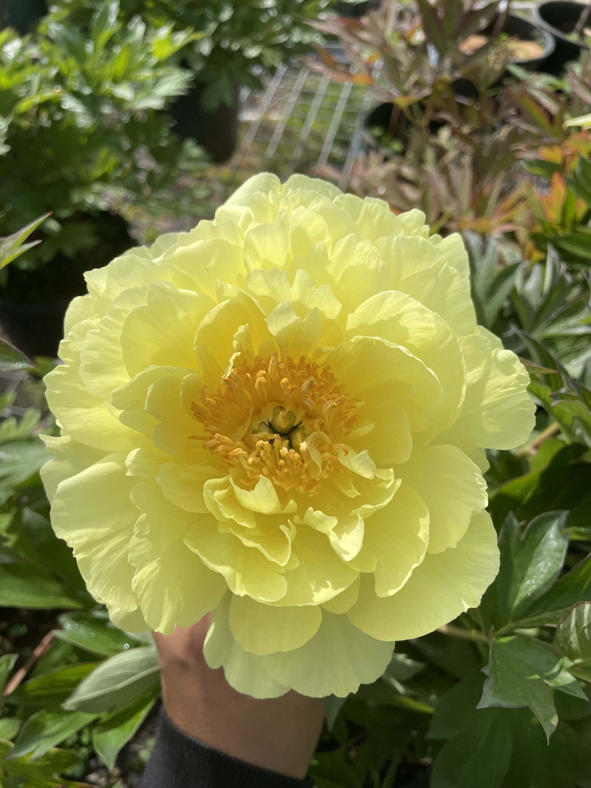Iton Peony Mixed - Image 9