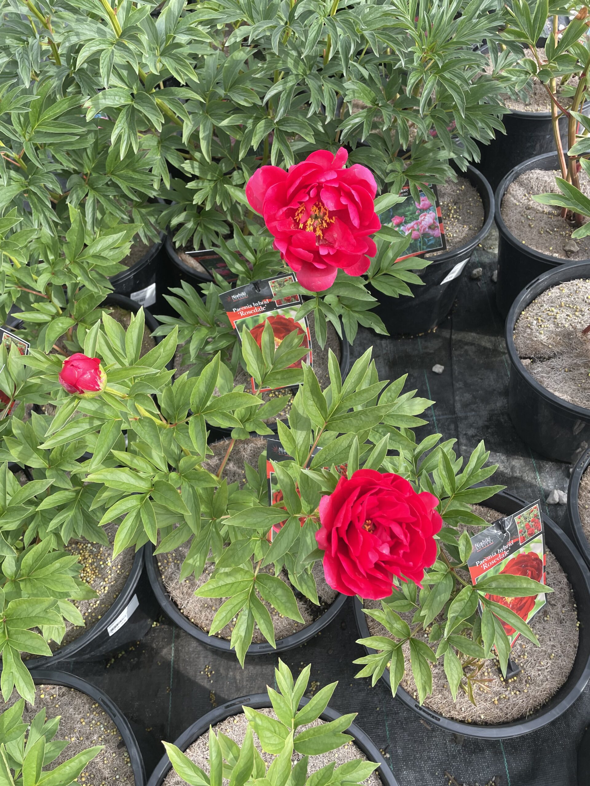 Iton Peony Mixed - Image 10