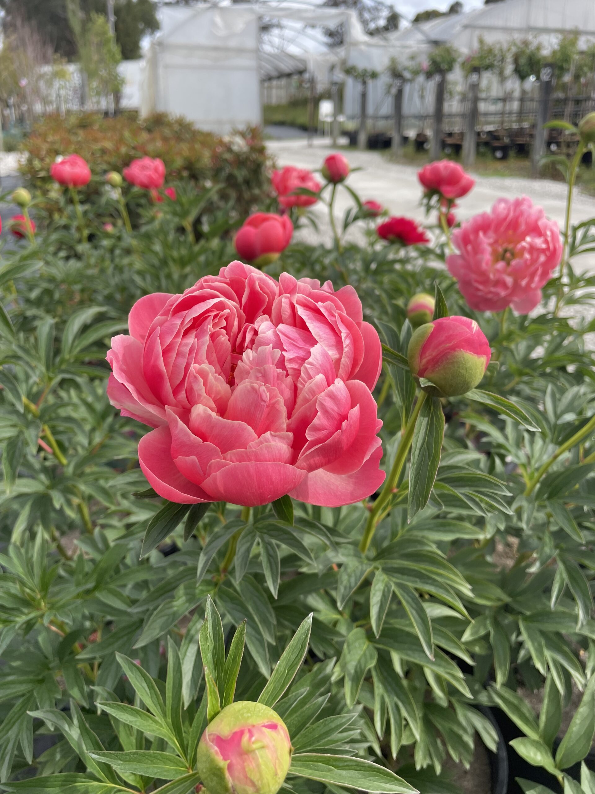 Iton Peony Mixed - Image 11