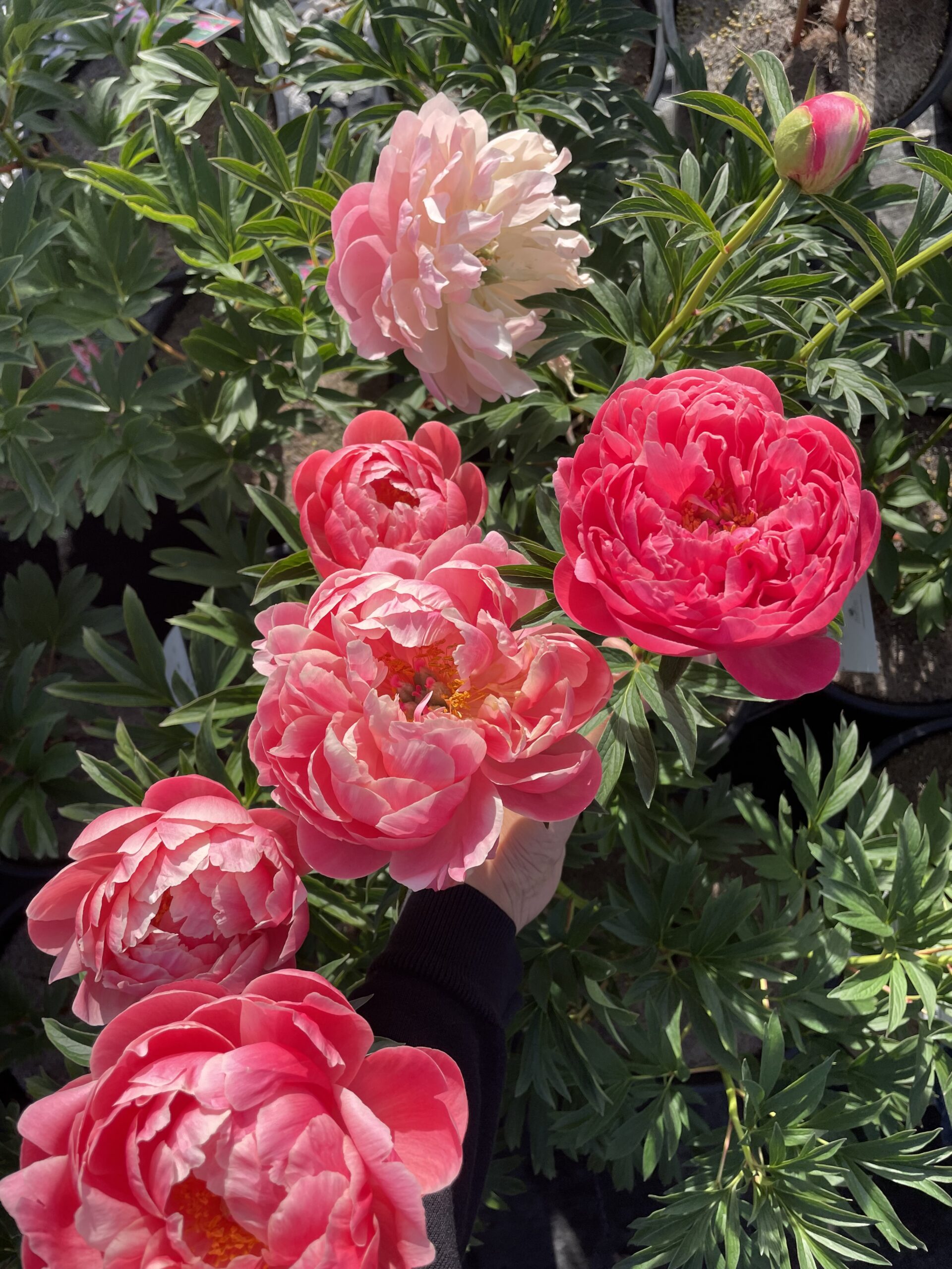 Iton Peony Mixed - Image 12