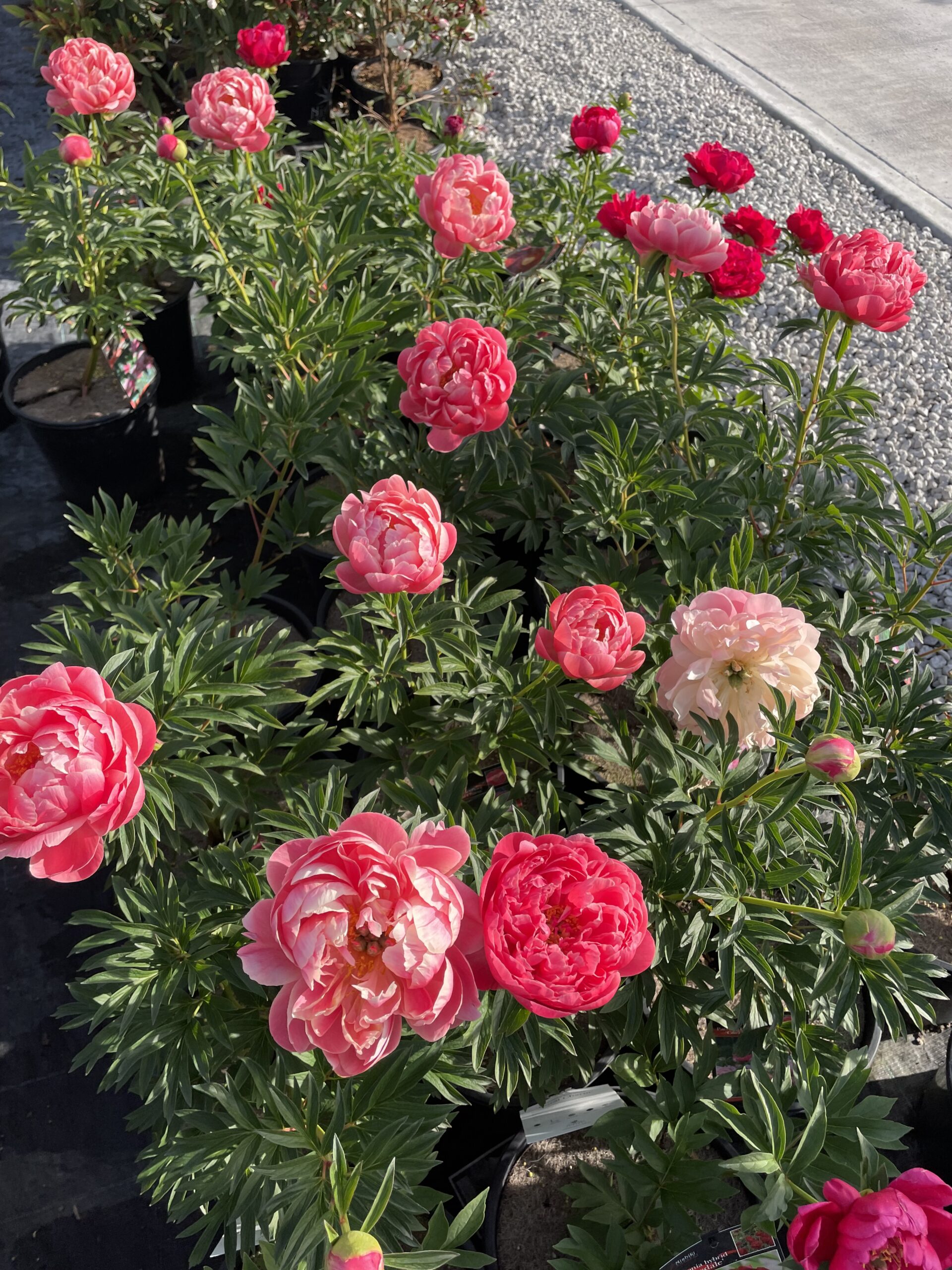 Iton Peony Mixed - Image 13