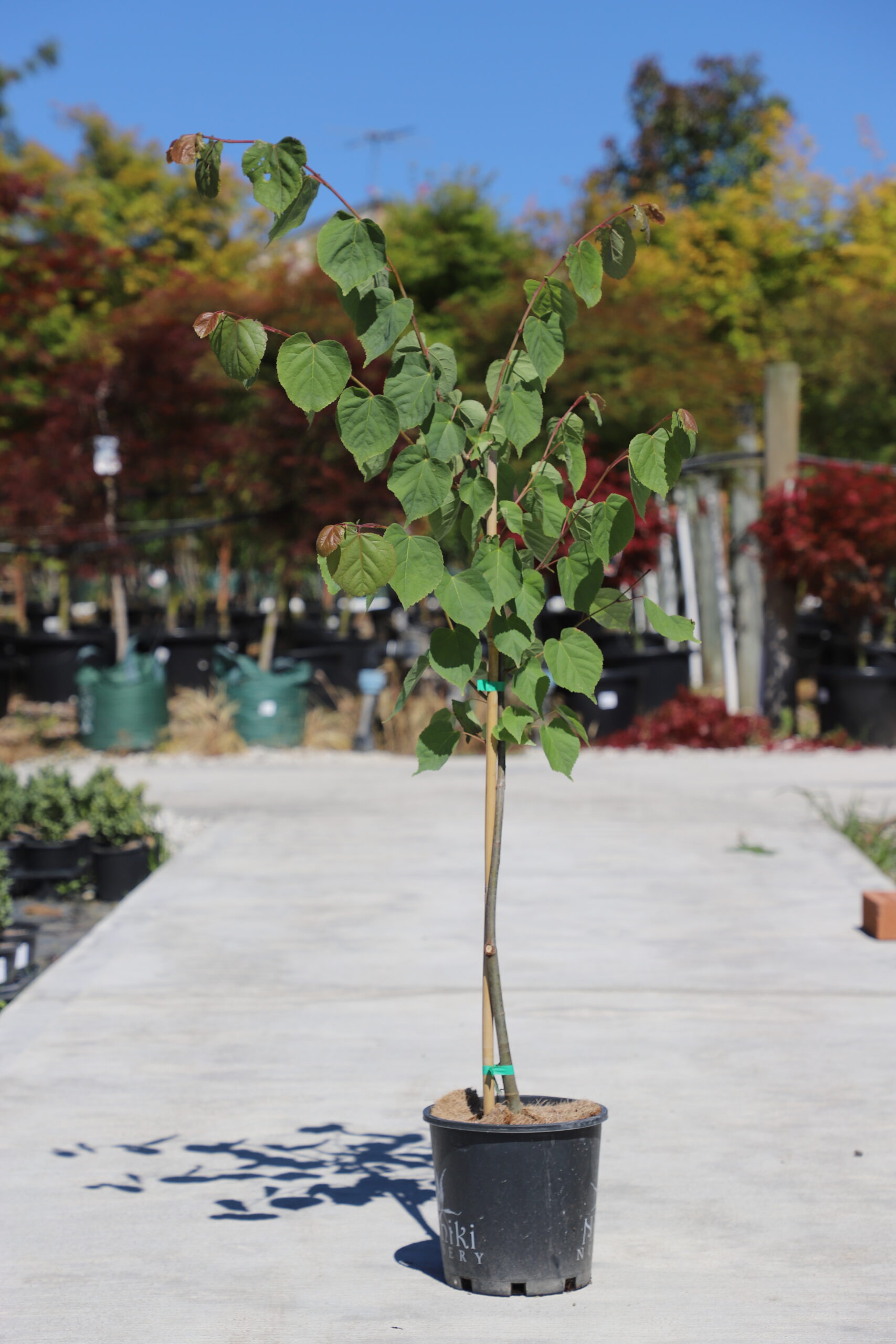 Tilia Cordata Small Leaf Lime