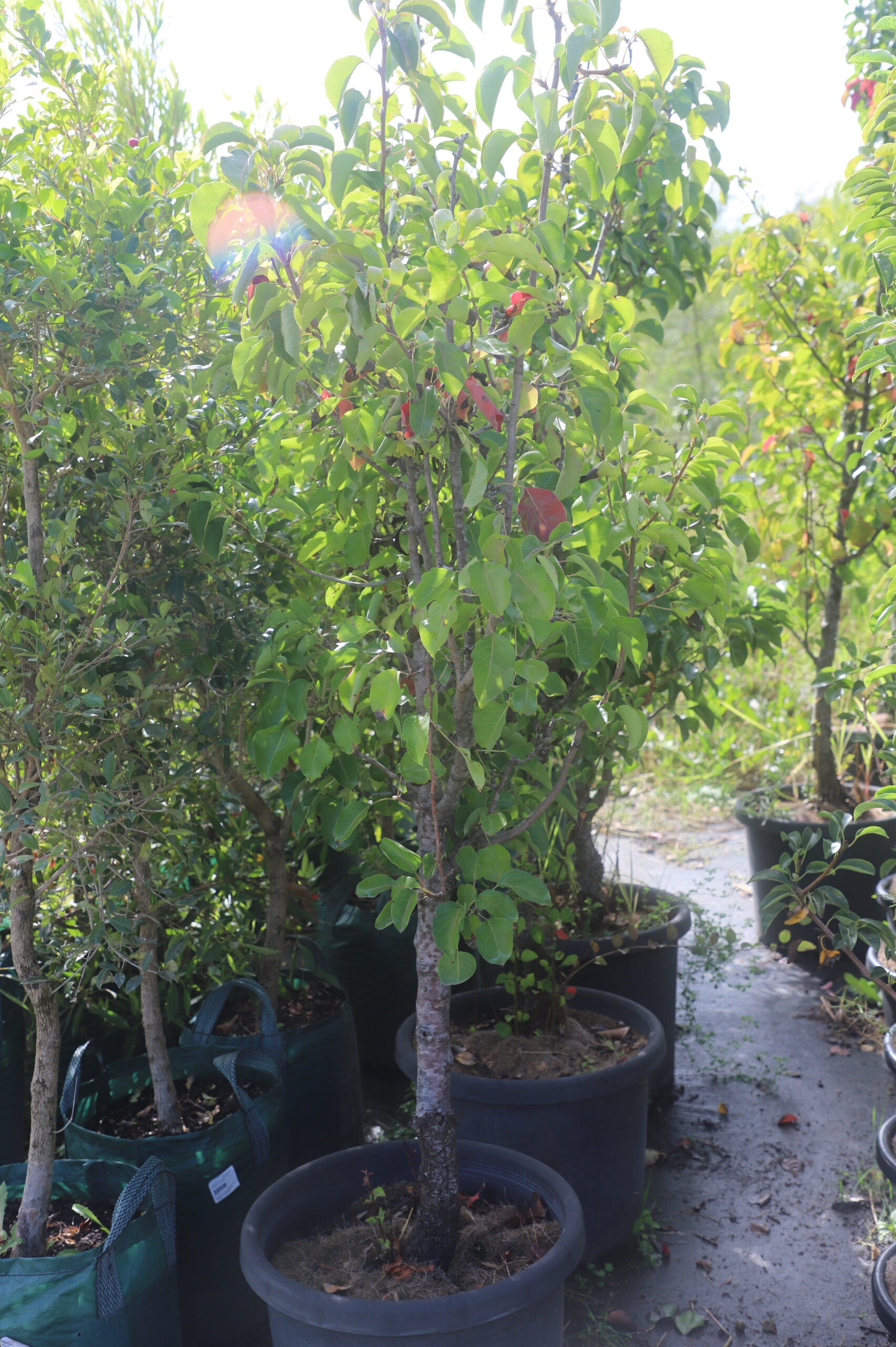 Pyrus Calleryana 'Cleveland Select'