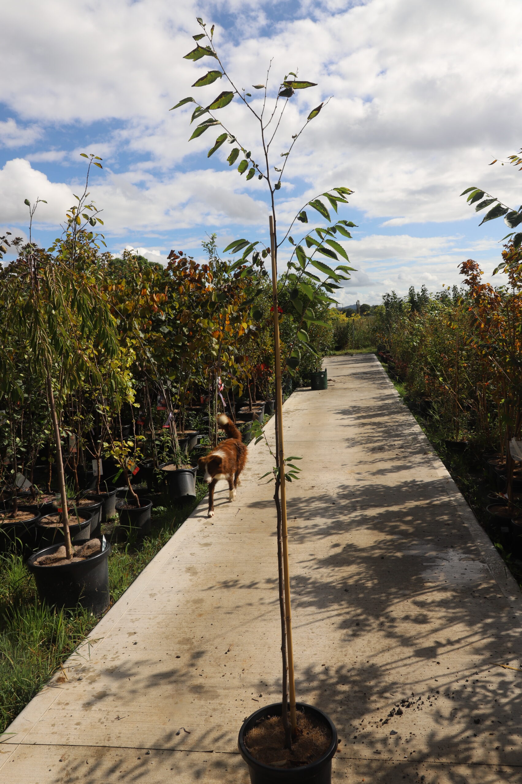 Zelkova Serrata 'Green Vase'