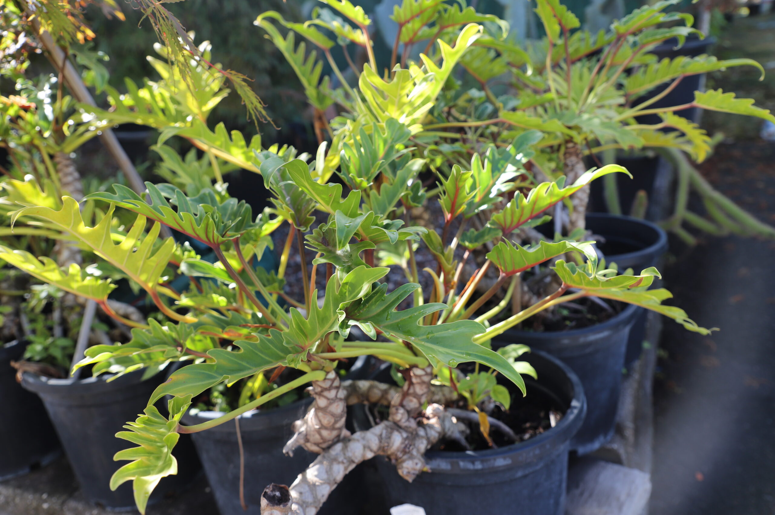 Phildendron Xanadu