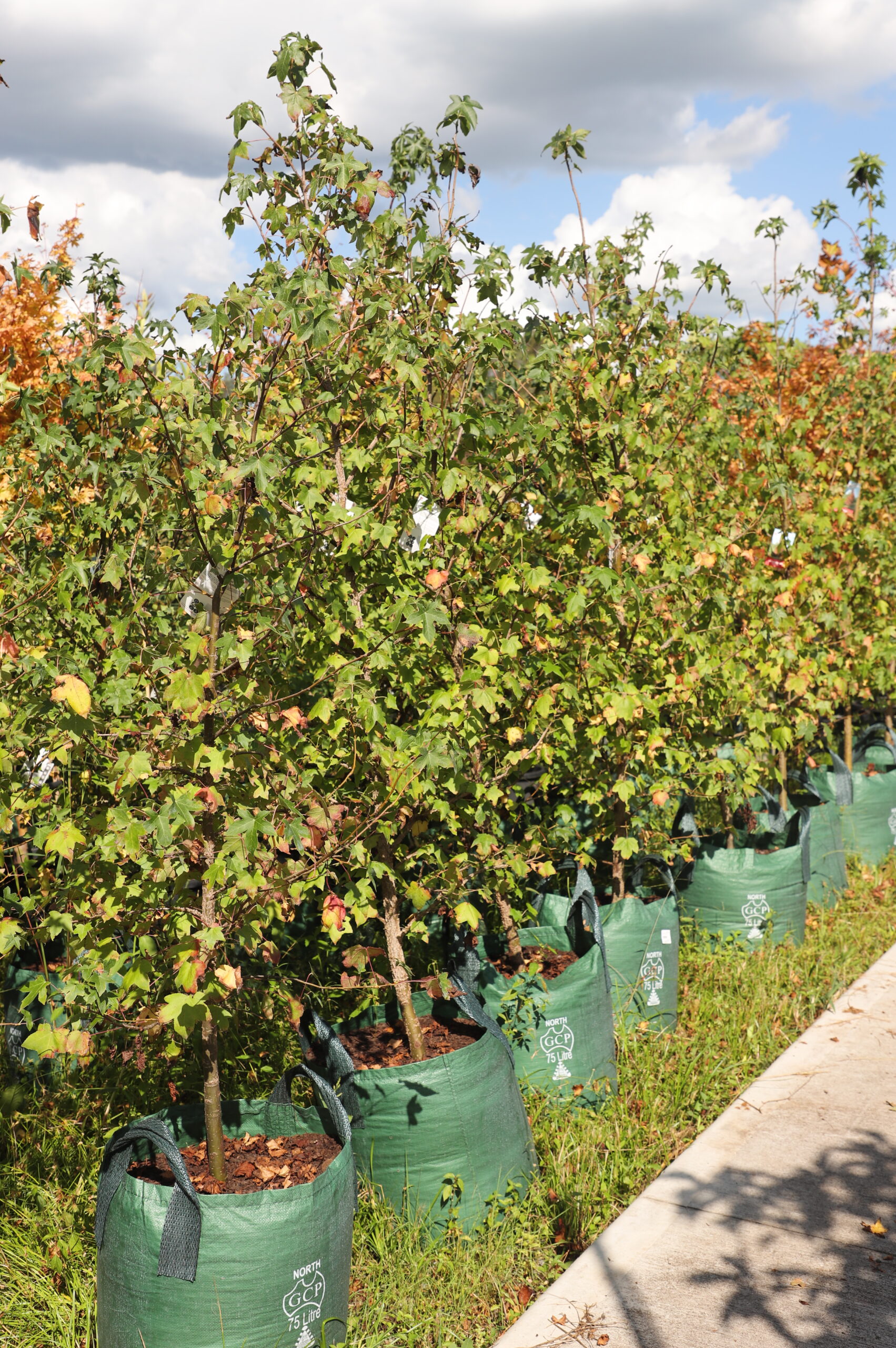 Liquidambar Styraciflua