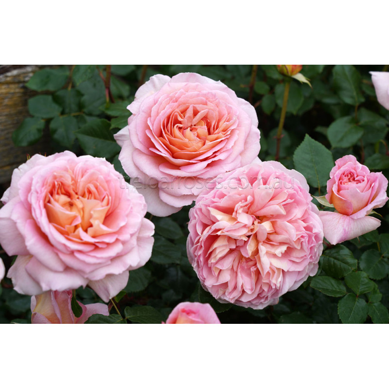 David Austin Roses - 90cm Standard (250mm Pots) - Image 3