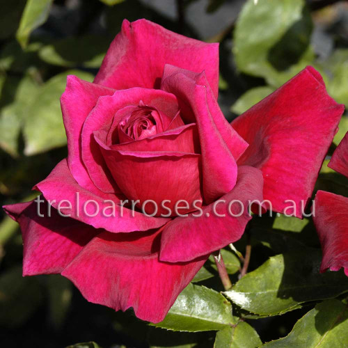Hybrid Tea Bush Roses 200MM - Image 11