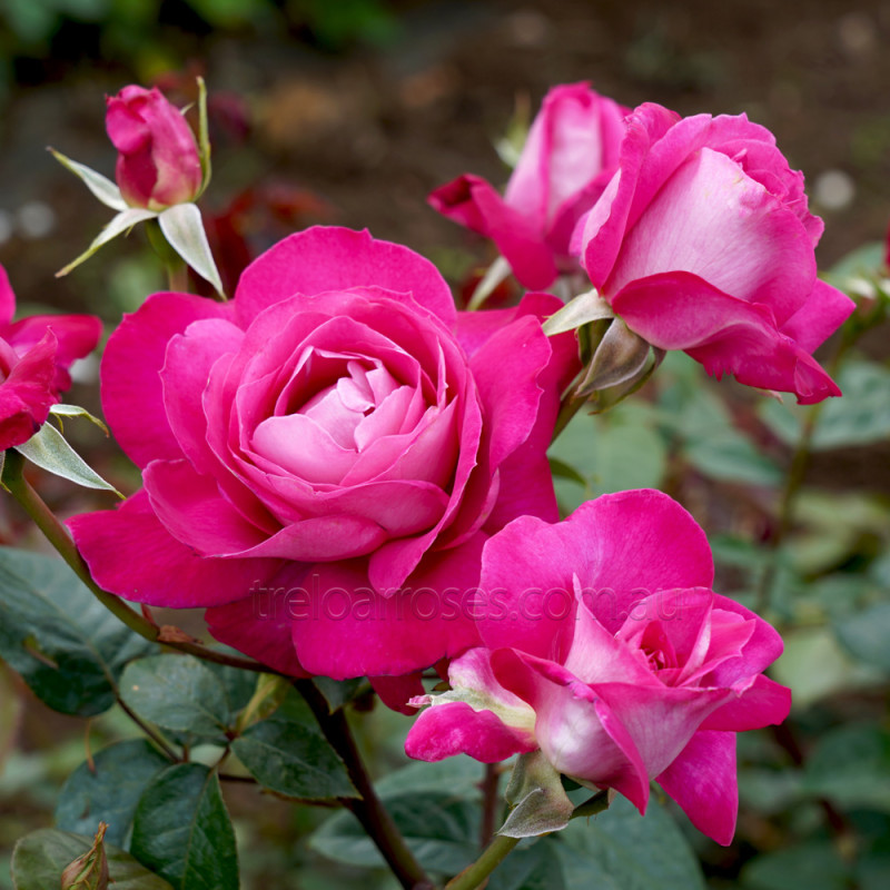 Hybrid Tea Bush Roses 200MM - Image 12