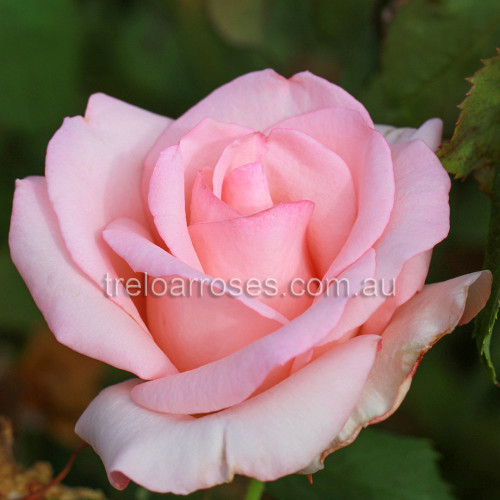 Hybrid Tea Bush Roses 200MM - Image 21