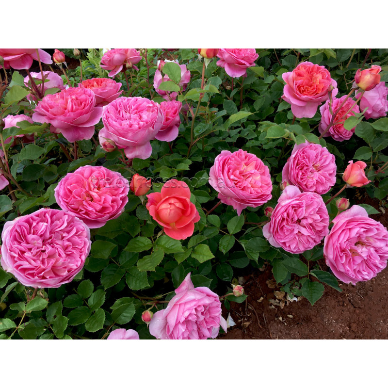 David Austin Roses - 90cm Standard (250mm Pots) - Image 4