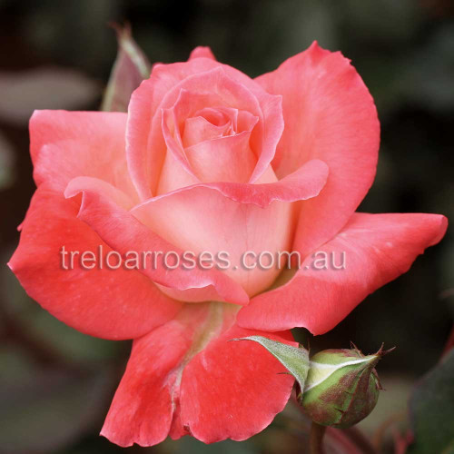Hybrid Tea Bush Roses 200MM - Image 13