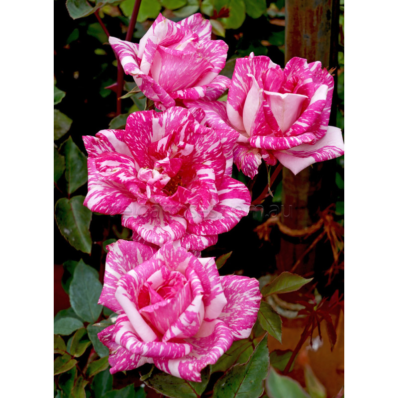 Hybrid Tea Bush Roses 200MM - Image 14