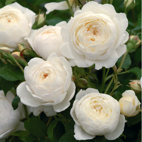 David Austin Roses - 90cm Standard (250mm Pots) - Image 13