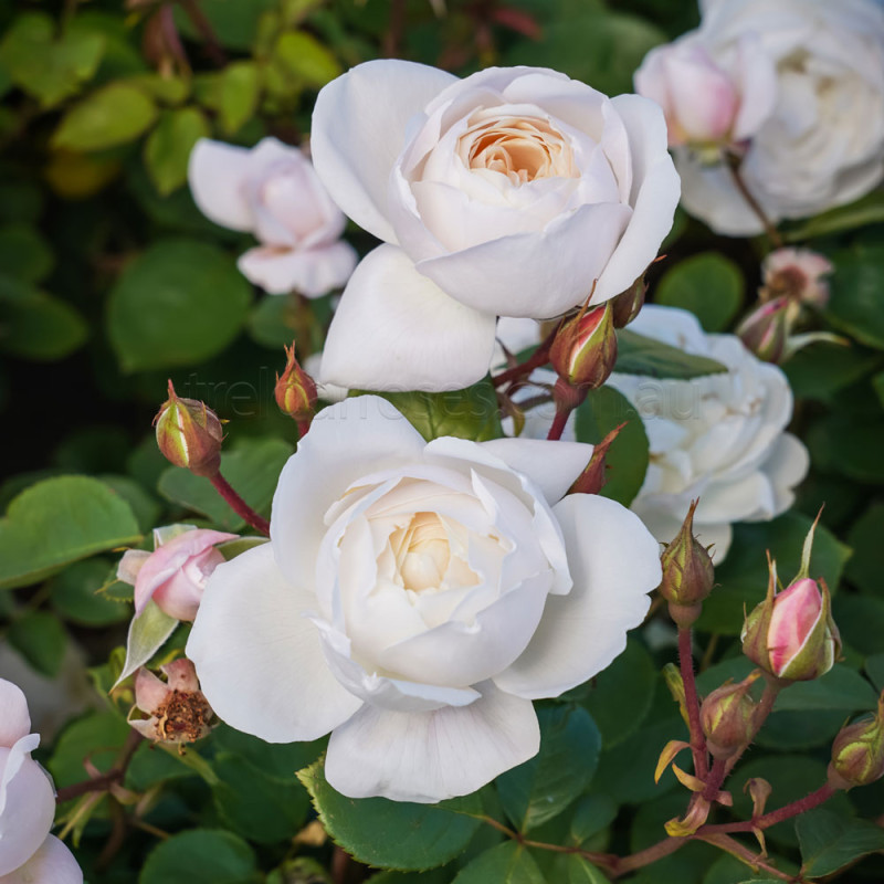 David Austin Roses - 90cm Standard (250mm Pots) - Image 11