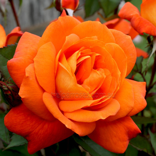 Hybrid Tea Bush Roses 200MM - Image 2