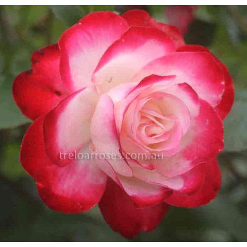 Hybrid Tea Bush Roses 200MM