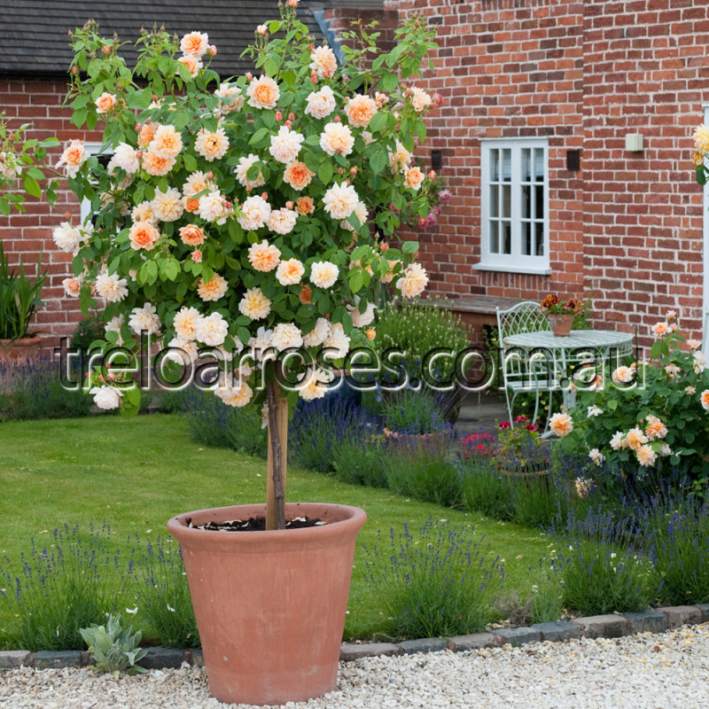 David Austin Roses - 90cm Standard (250mm Pots) - Image 12